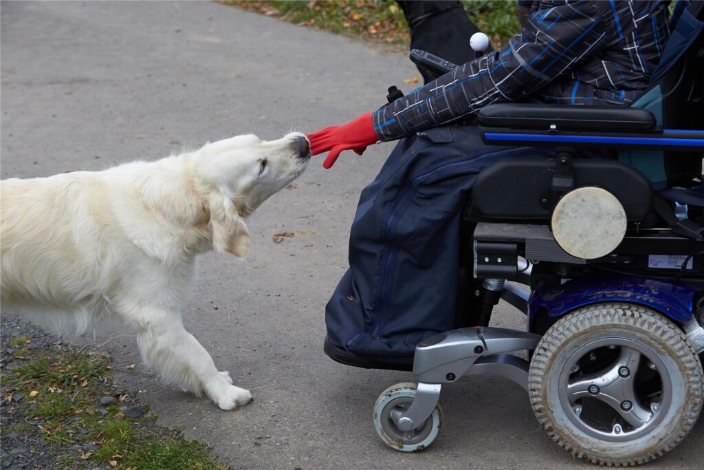 Ein Assistenzhund hilft beim Ausziehen eines Handschuhs.