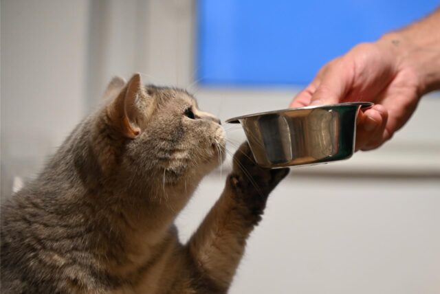Einer Hauskatze wird von ihrem Besitzer in einem Napf Futter gereicht.