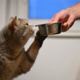 Einer Hauskatze wird von ihrem Besitzer in einem Napf Futter gereicht.