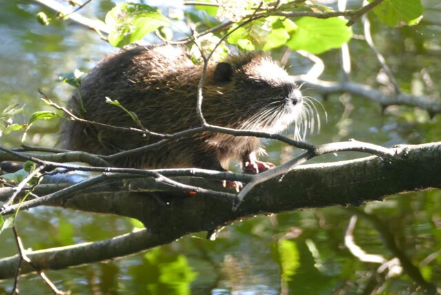 Eine Nutria sitzt auf einem Ast über dem Wasser.