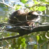 Eine Nutria sitzt auf einem Ast über dem Wasser.