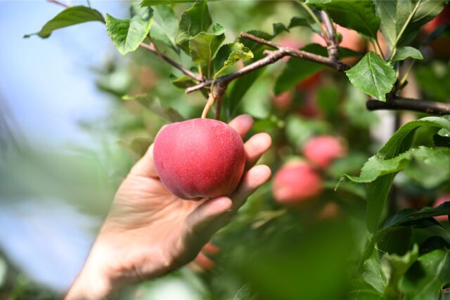 Eine Hand pflückt einen Apfel von einem Baum.