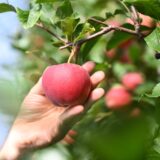 Eine Hand pflückt einen Apfel von einem Baum.