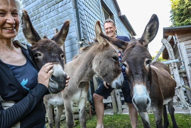 Die Lehmkühlers mit ihren drei Eseln Lemmi, Luke und Leeloo (v.l.) bei sich zu Hause in Herdecke