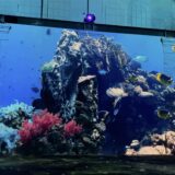 Die neue Sonderausstellung bei Phoenix des Lumières nimmt die Besucher unter anderem mit in bunte Korallenriffe.