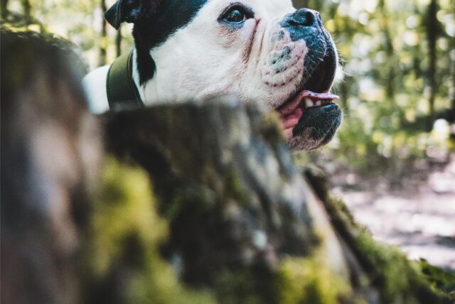 Eine Old-English-Bulldogge in einem Park.