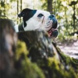 Eine Old-English-Bulldogge in einem Park.