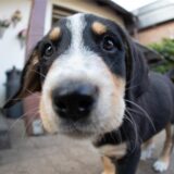 Ein Hund guckt in die Kamera