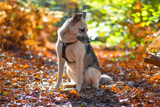 Heidi und der herbstliche Wald