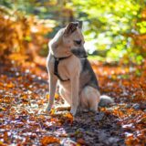 Heidi und der herbstliche Wald