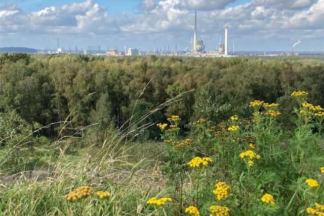 Blumen blühen auf der Halde Brinkfortsheide Erweiterung. Im Hintergund ist der Chemiepark zu sehen.