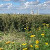 Blumen blühen auf der Halde Brinkfortsheide Erweiterung. Im Hintergund ist der Chemiepark zu sehen.