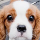 Hund im Porträt.