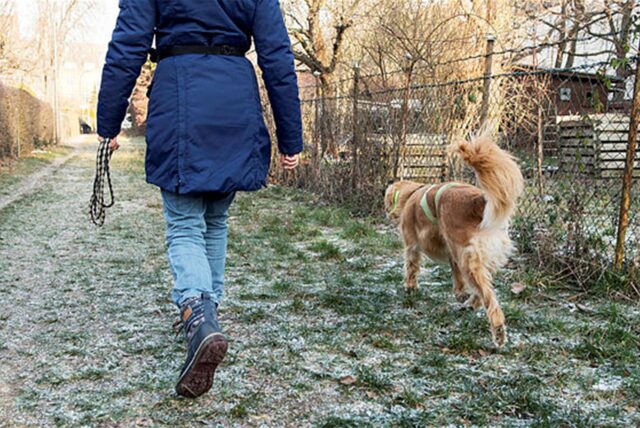 Eine Person führt einen Hund aus