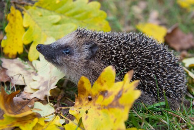 Igel im Laub