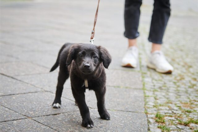 Symbolbild zeigt einen Hund, der an einer Leine zieht.