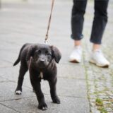Symbolbild zeigt einen Hund, der an einer Leine zieht.