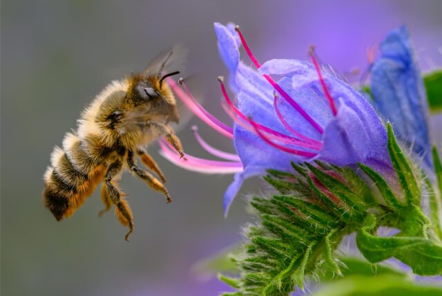 Biene im Anflug auf eine Blüte.