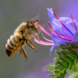 Biene im Anflug auf eine Blüte.