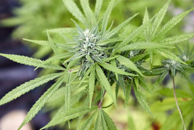 Eine Cannabis-Pflanze