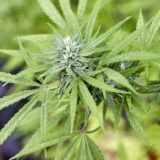 Eine Cannabis-Pflanze