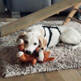 Das ist Bürohündin Nala, sie gehört zu Leserin Susi.