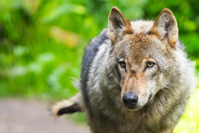 Ein Wolf