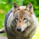 Ein Wolf