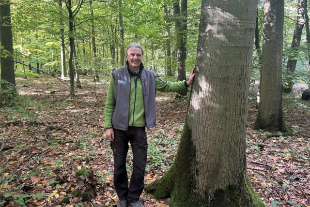 Ein Mann lehnt an einer Roteiche in der Haard in Oer-Erkenschwick.