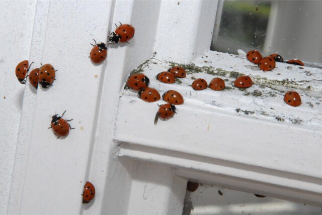 Eine Gruppe Marienkäfer sitzt auf einem Fensterrahmen. Die Insekten gelten hierzulande als Glücksbringer, können sich im Herbst aber zur Plage entwickeln.