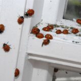 Eine Gruppe Marienkäfer sitzt auf einem Fensterrahmen. Die Insekten gelten hierzulande als Glücksbringer, können sich im Herbst aber zur Plage entwickeln.
