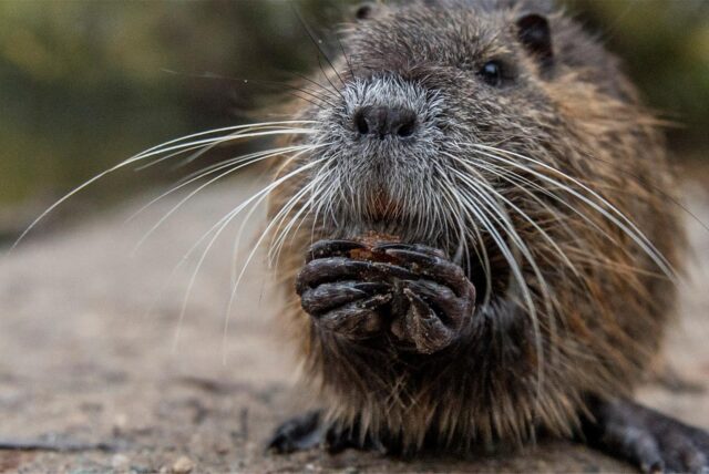 Nahaufnahme einer Nutria.
