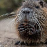 Nahaufnahme einer Nutria.