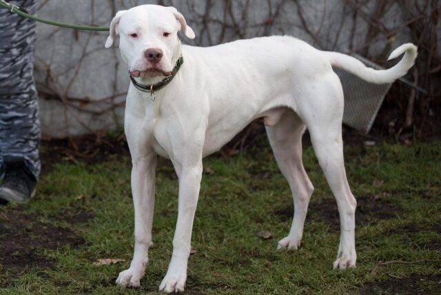 Ein Hund der Rasse Dogo Argentino.