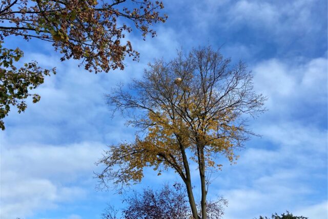 Auf den ersten Blick könnte es auch ein vergessener Fußball oder Luftballon sein, aber was hier im Baum hängt ist der Bau einer Hornisse.