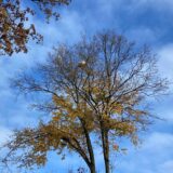 Auf den ersten Blick könnte es auch ein vergessener Fußball oder Luftballon sein, aber was hier im Baum hängt ist der Bau einer Hornisse.