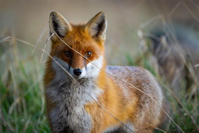 Ein Rotfuchs (Vulpes vulpes) schleicht durch einen Wald. Zuletzt wurde er in Castrop-Rauxel bejagt, hat ein Leser unserer Redaktion gemeldet. Er fragt, ob das erlaubt und notwendig ist.