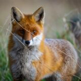 Ein Rotfuchs (Vulpes vulpes) schleicht durch einen Wald. Zuletzt wurde er in Castrop-Rauxel bejagt, hat ein Leser unserer Redaktion gemeldet. Er fragt, ob das erlaubt und notwendig ist.