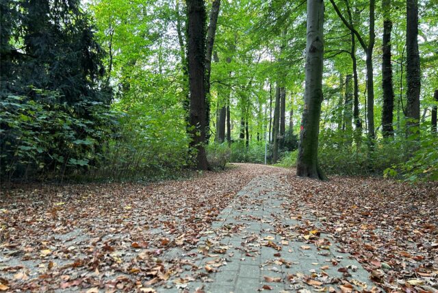Mit Laub bedeckter Weg im Lohbusch in Datteln.