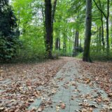 Mit Laub bedeckter Weg im Lohbusch in Datteln.