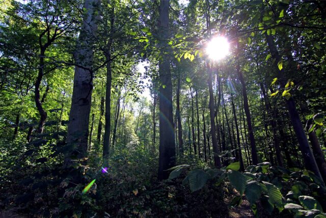 Durch die Bäume im Wald Grävingholz schimmert die Sonne.