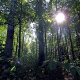 Durch die Bäume im Wald Grävingholz schimmert die Sonne.