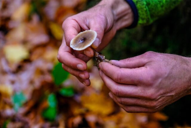 Harald Klingebiel hält einen Pilz in der Hand.