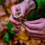 Harald Klingebiel hält einen Pilz in der Hand.