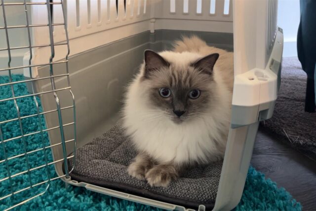 Katze Kalli liegt seelenruhig in seiner Transportbox.