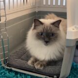 Katze Kalli liegt seelenruhig in seiner Transportbox.
