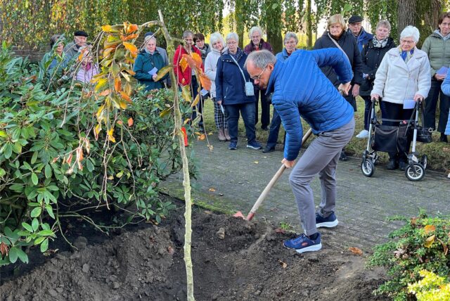 Matthais Heeks schaufelt das Pflanzloch mit der Blutbuche zu.