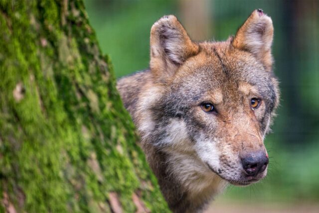 Der Wolf
