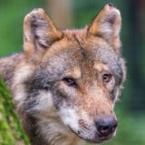 Der Wolf