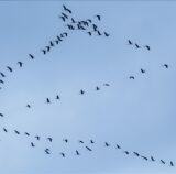 Leser Dirk Kohlhauer fotografierte am Wochenende die Kraniche über Dortmund und der Region.